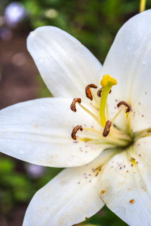 Mother's Day, Women's Day, Valentine's Day or Birthday. Beautiful lily. Lily at the cottage in the garden.Close-up. Natural background.の写真素材