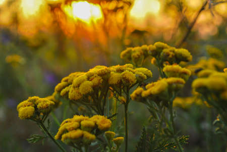 Beautiful wildflowers on a green meadow. Warm summer evening. Beautiful rural landscape with sunrise and open meadow flowers bloom in the spring fields. Wild flowers blooming in the sunset Summer scene viewの写真素材