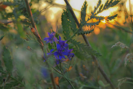 Beautiful wildflowers on a green meadow. Warm summer evening. Beautiful rural landscape with sunrise and open meadow flowers bloom in the spring fields. Wild flowers blooming in the sunset Summer scene viewの写真素材