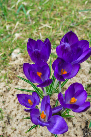 Beautiful wildflowers on a green meadow. Warm summer evening. Beautiful rural landscape with sunrise and open meadow flowers bloom in the spring fields. Wild flowers blooming in the sunsetの写真素材