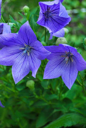 Beautiful wildflowers on a green meadow. Warm summer evening. Beautiful rural landscape with sunrise and open meadow flowers bloom in the spring fields. Wild flowers blooming in the sunsetの写真素材