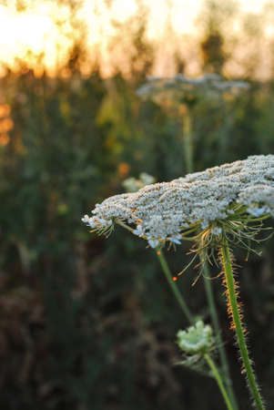 Beautiful wildflowers on a green meadow. Warm summer evening. Beautiful rural landscape with sunrise and open meadow flowers bloom in the spring fields. Wild flowers blooming in the sunset Summer scene viewの写真素材