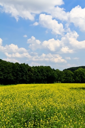 A rapeseed field in front of a forest close to Viennaの写真素材