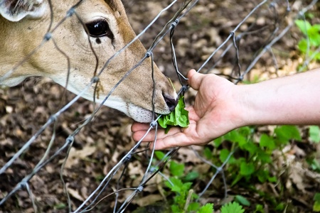 A person feeding a deer with leaves in a park close to Viennaの写真素材