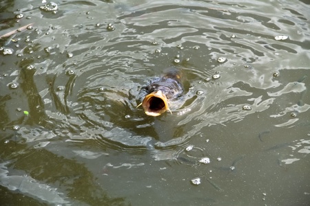 A carp hunting something to eat in a natural lake in a park close to Viennaの写真素材