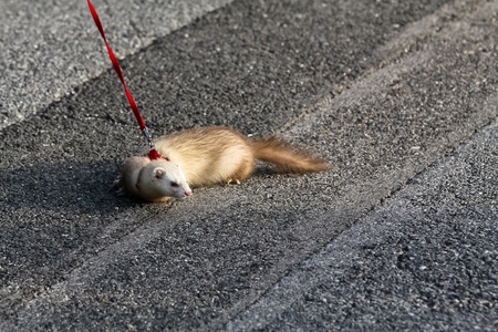 A ferret on the line hunting something while being led outsideの写真素材
