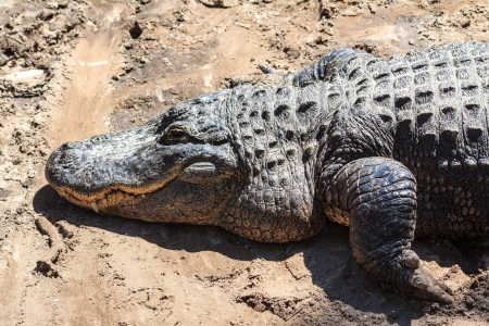 An alligator lying in the sand in the southern states of the USAの写真素材