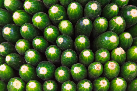 Stapled fresh full cucumbers on a marketの写真素材