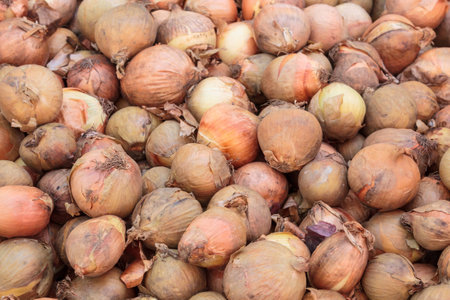 Dirty onions on a heep on a marketの写真素材