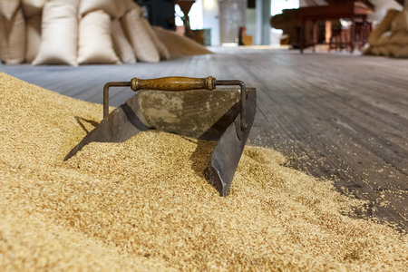An old metal shovel in dry grain in a wooden storage roomの写真素材