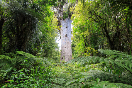 Tane Mahuta, the lord of the forest: one of the largest Kauri trees in Waipoua Kauri forest in New...