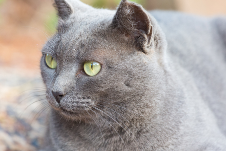 A portrait of an elegant grey cat with green eyesの写真素材