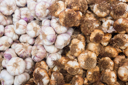 Light white and brown dark organic fresh garlic next to each other