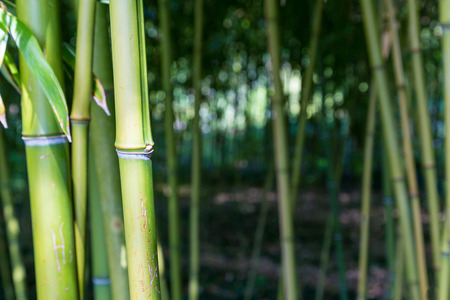 Closeup of bamboo trunks in the woodsの写真素材