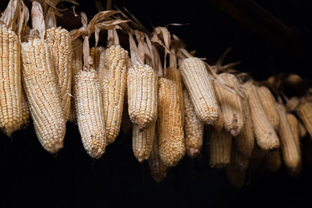 Corn hanging on a rope to dry in an old poor building in a hmong village in Vietnamの写真素材