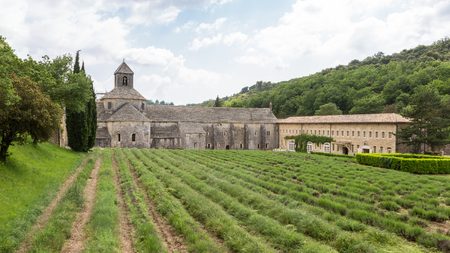 Abbaye de Senanque with green lavender in Provence, Franceの写真素材