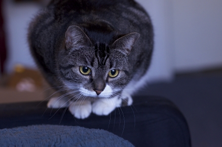 Gray cat with white tufts getting ready to pounceの写真素材