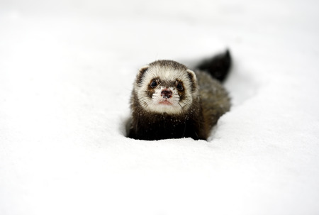 Forest ferret in the woods in winterの写真素材