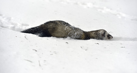 Forest ferret in the woods in winter