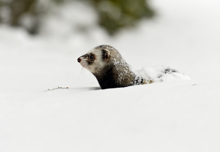 Forest ferret in the woods in winterの写真素材