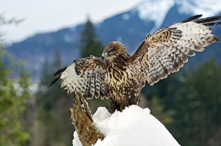 Common Buzzard (Buteo buteo) sitting on a branch in winter. 
