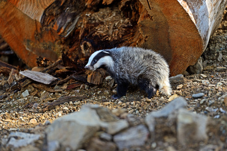 Badger near its burrow in the forestの写真素材
