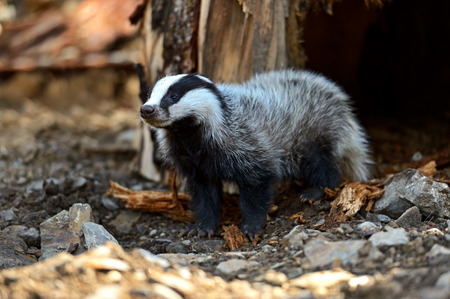 Badger near its burrow in the forestの写真素材