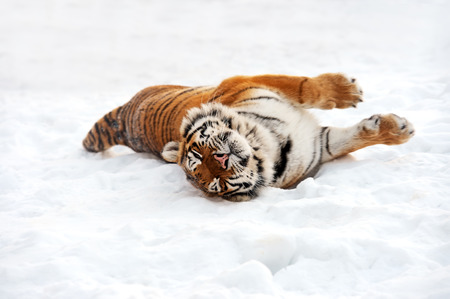 Portrait of the Amur Tiger in winterの写真素材