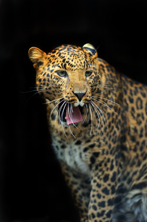 Portrait of leopard in its natural habitatの写真素材