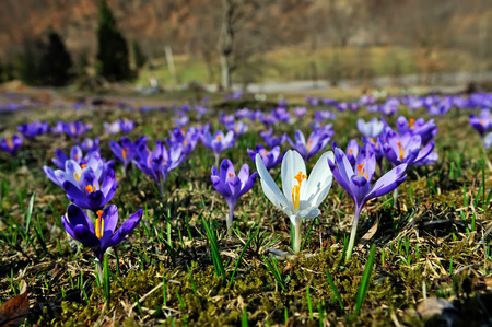 Crocuses on the edge of the forestの写真素材