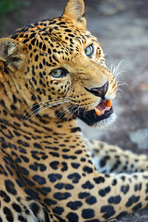 Portrait of a Leopardの写真素材