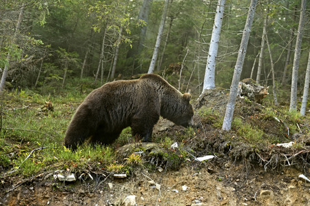 Brown bear in its natural habitat