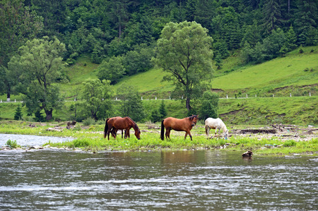 Horse on a background of mountainの写真素材