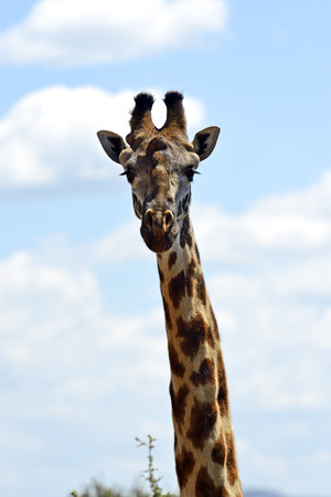 Afrikanskfy giraffe in their natural habitat. Kenya.の写真素材