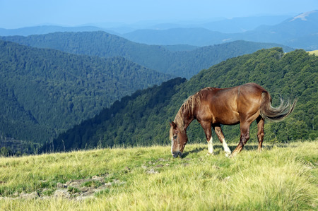 Horse on a background of mountainの写真素材