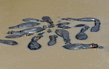 Hippo in the natural habitat. Africaの写真素材