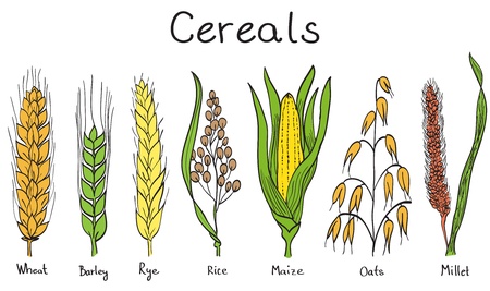 Cereals hand-drawn illustration - wheat, barley, rye, millet, oat, rice, maizeのイラスト素材