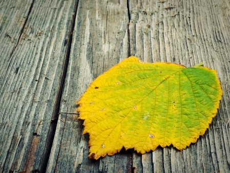 Yellow autumn leaf on wooden backgroundの写真素材