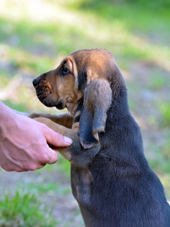 Sad puppy leaning on a human handsの写真素材