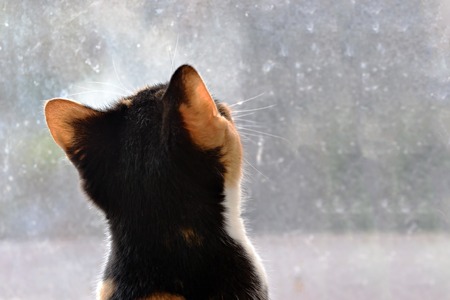 cat that is watching out of the windowの写真素材