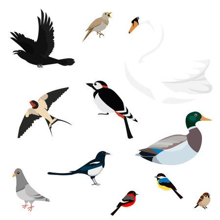 Set of birds isolated on white backgroundのイラスト素材