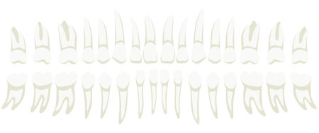 Collection of human teeth medical elements isolated on white backgroundのイラスト素材