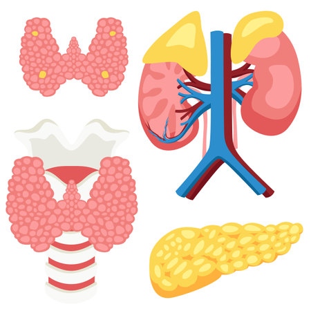 Human endocrine glands for study in medical universities for surgeons and other doctors isolated on white backgroundのイラスト素材