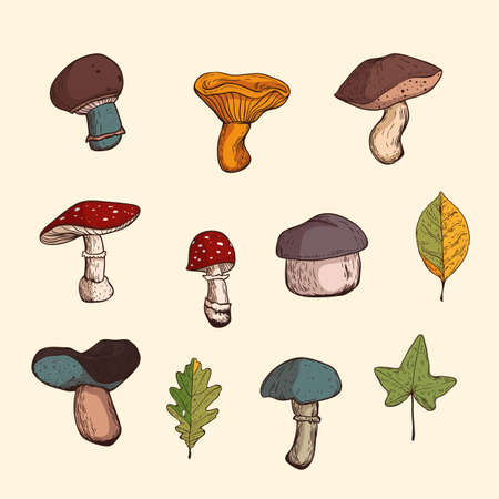 Colorful isolated mushrooms and autumn leavesのイラスト素材