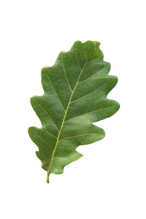 Green oak leaf isolated on white