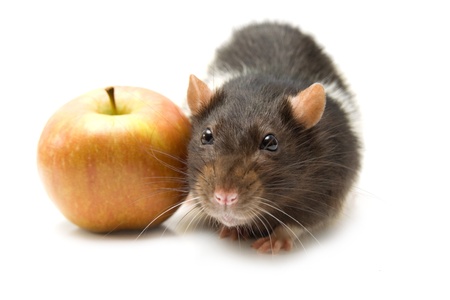 Home rat with yellow apple isolated on whiteの写真素材