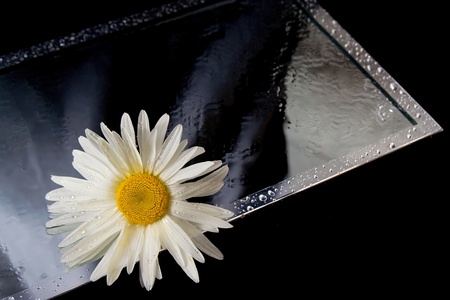 Daisy with drops of water on the mirrorの写真素材