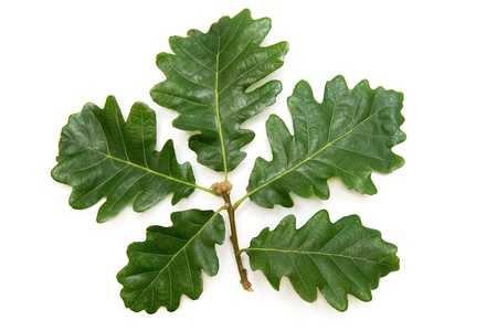 Fresh green oak brunch isolated on whiteの写真素材