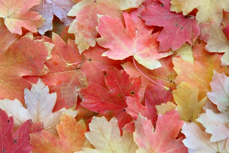 Background of autumn bright multi-colored maple leaves