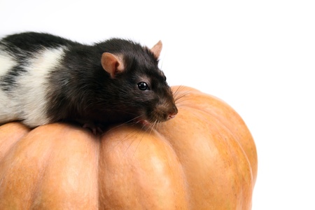 Home rat on the pumpkin - isolated on white, cropped の写真素材